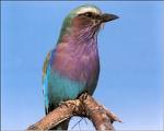 20070803124945-pajaros.jpg
